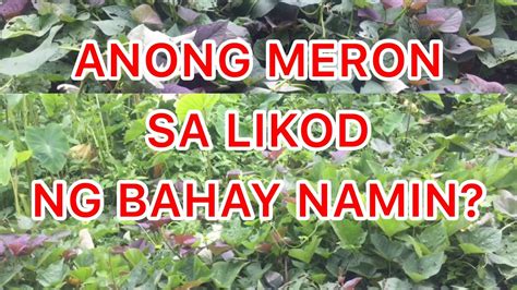 iniyot sa likod ng bahay|Iniyot sa likod bahay tubes .